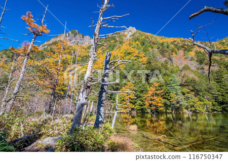 [Autumn in Kamikochi] Vivid autumn foliage around Myojin Pond 116750347