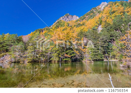 [秋天的上高地]明神池周圍的紅葉充滿活力 116750354