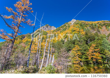 [Autumn in Kamikochi] Vivid autumn foliage around Myojin Pond 116750360