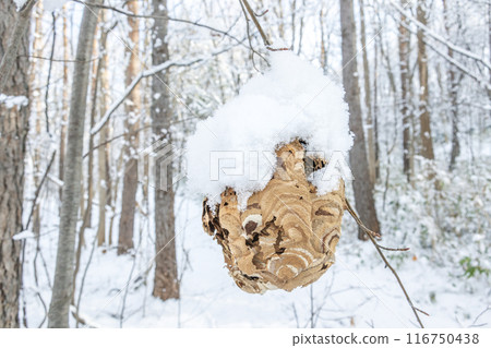 札幌空置的黃色馬蜂窩 116750438