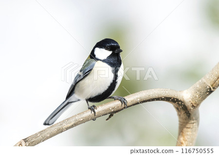 Tit Sapporo City 116750555