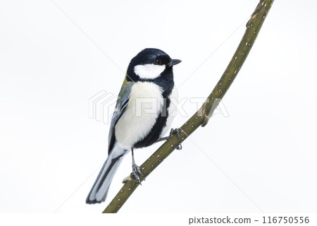 Tit Sapporo City 116750556