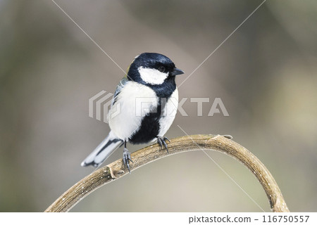 Tit Sapporo City 116750557