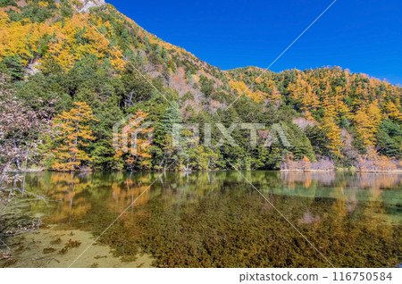 [Autumn in Kamikochi] Vivid autumn foliage around Myojin Pond 116750584