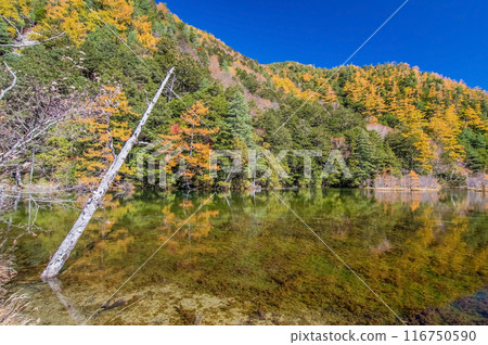 [Autumn in Kamikochi] Vivid autumn foliage around Myojin Pond 116750590
