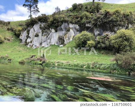 Photo of Blue Spring on Te Waihou River in Putaruru New Zealand Photo of Blue Spring on Te Waihou River in Putaruru New Zealand 116750601
