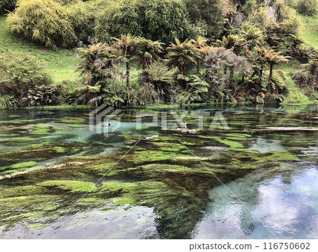 Photo of Blue Spring on Te Waihou River in  Putaruru New Zealand 116750602