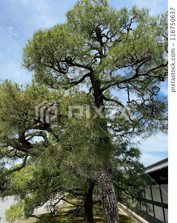 Photo of Japanese Black Pine in Nijo Castle Kyoto Japan 116750637