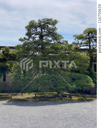 Photo of Japanese Black Pine in Nijo Castle Kyoto Japan 116750639