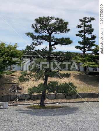 Photo of Japanese Black Pine in Nijo Castle Kyoto Japan Photo of Japanese Black Pine in Nijo Castle Kyoto Japan 116750660