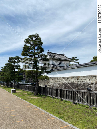 Photo of Japanese Black Pine in Nijo Castle Kyoto Japan Photo of Japanese Black Pine in Nijo Castle Kyoto Japan 116750662