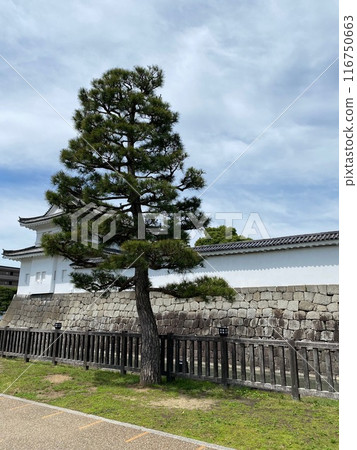 Photo of Japanese Black Pine in Nijo Castle Kyoto Japan Photo of Japanese Black Pine in Nijo Castle Kyoto Japan 116750663