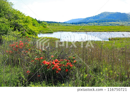 長野縣霧峰高原屋濕地杜鵑花盛開 116750721