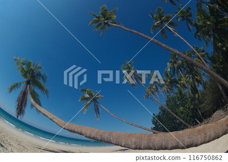 Ngapali Beach is Myanmar's most famous beach. This beautiful beach Consisting of clean white sand beaches, blue sea water. and beautiful rows of palm trees along the coast.  116750862