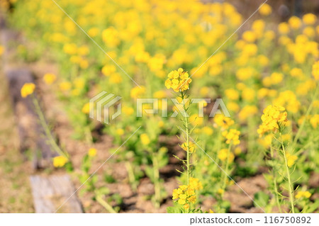 Rape blossoms in full bloom Rape blossoms in full bloom 116750892
