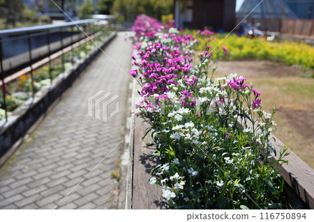 石竹花盛開 石竹花盛開 116750894