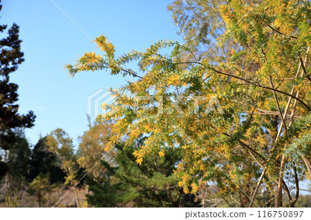 銀杏金合歡花 116750897