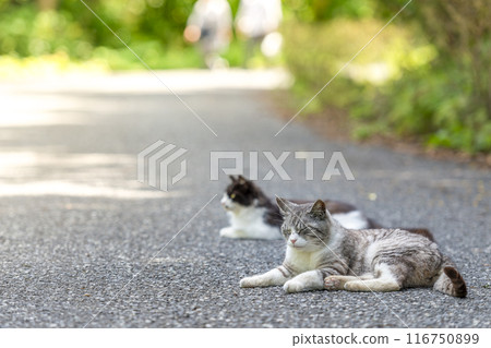 Stray cat lying on the road [Tashirojima, Miyagi Prefecture] 116750899
