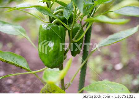green peppers growing in the field green peppers growing in the field 116751025