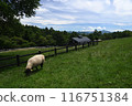 Sheep in Makiba Park 1 116751384