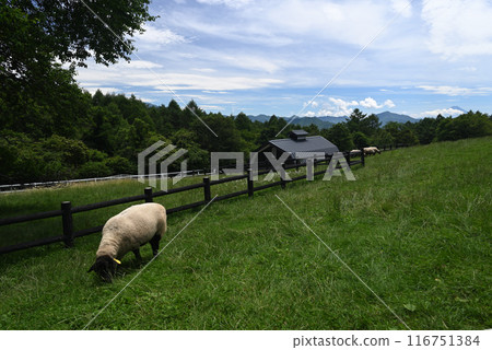 Sheep in Makiba Park 1 Sheep in Makiba Park 1 116751384
