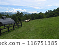 Sheep in Makiba Park 2 116751385