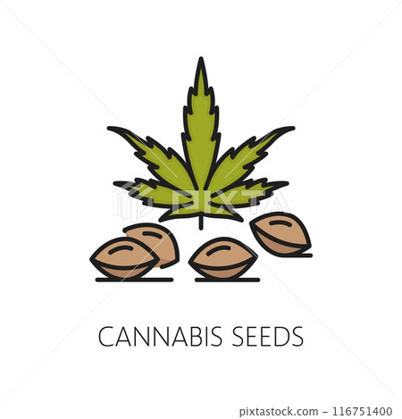 Medical cannabis seeds color thin line icon. Natural CBD farm linear sign, medical cannabis drug or medicine weed shop thin line vector pictogram or symbol with marijuana seeds and leaves 116751400