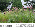 Natural Garden Echinacea 116751538