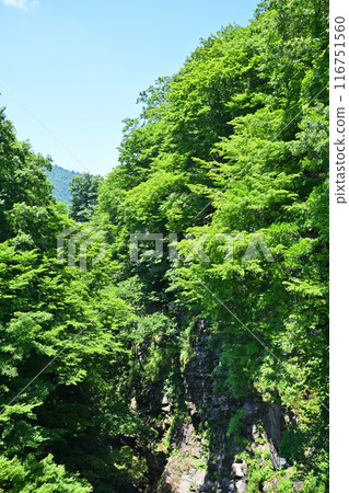 新潟縣湯澤町初夏的大元太峽谷、防侵蝕壩正下方的風景 新潟縣湯澤町初夏的大元太峽谷、防侵蝕壩正下方的風景 116751560