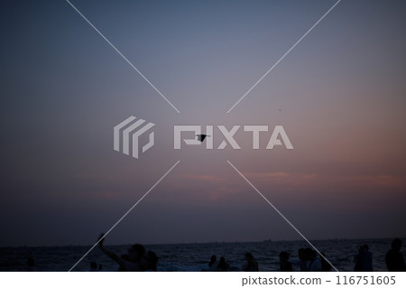 Crows flying over the sea at dusk, people gathering Crows flying over the sea at dusk, people gathering 116751605