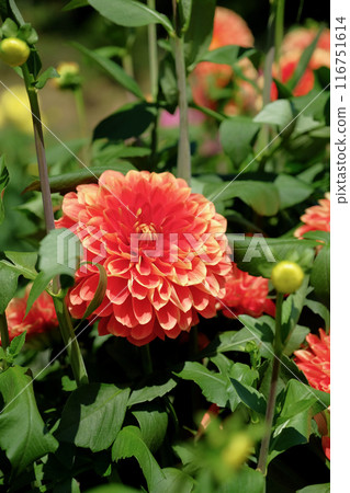 在大麗花花園 116751614