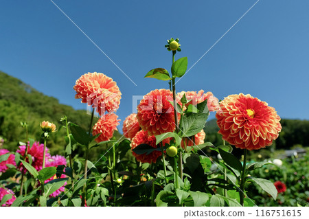 在大麗花花園 116751615