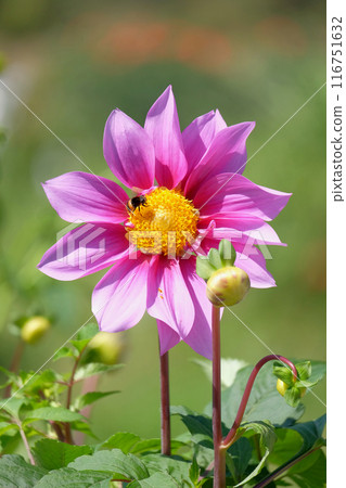 在大麗花花園 116751632