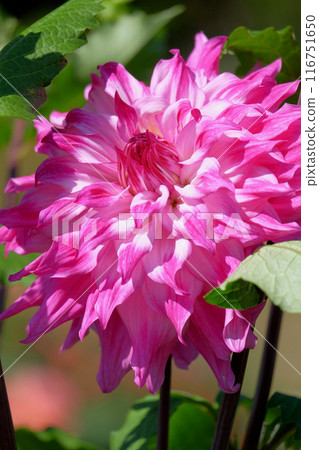 At the Dahlia Garden At the Dahlia Garden 116751650