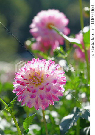 At the Dahlia Garden 116751651