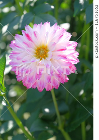 At the Dahlia Garden 116751652
