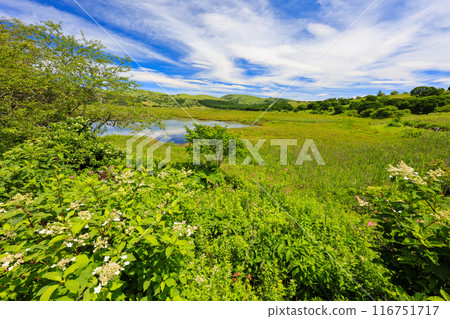 Yashima Marsh in early summer 116751717