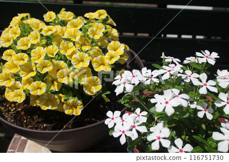 A pot of yellow and white flowers A pot of yellow and white flowers 116751730