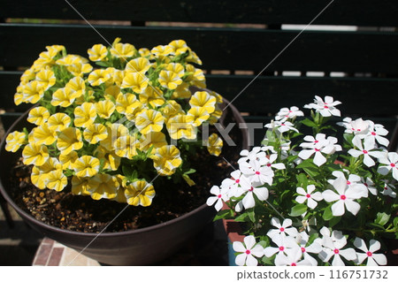 A pot of yellow and white flowers A pot of yellow and white flowers 116751732