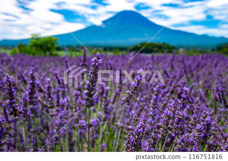 Summer: Lake Kawaguchi lavender and the majestic Mount Fuji Summer: Lake Kawaguchi lavender and the majestic Mount Fuji 116751816