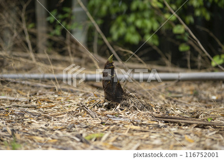 Bamboo shoots with their faces out of the ground Bamboo shoots with their faces out of the ground 116752001