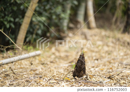 Bamboo shoots with their faces out of the ground 116752003