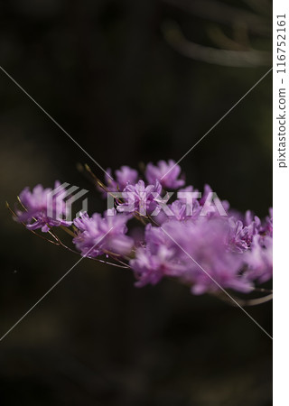 盛開粉紅色花朵的杜鵑花 116752161