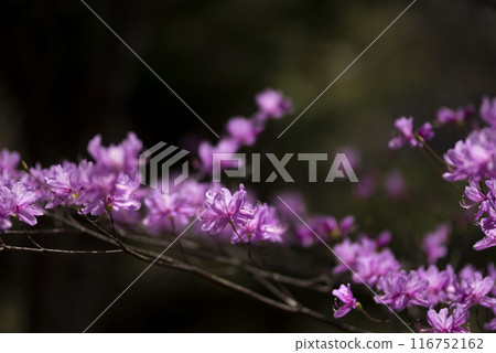 盛開粉紅色花朵的杜鵑花 116752162