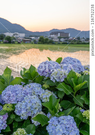 【神奈川縣】紫陽花、黎明紫陽花名勝開成町 116752238