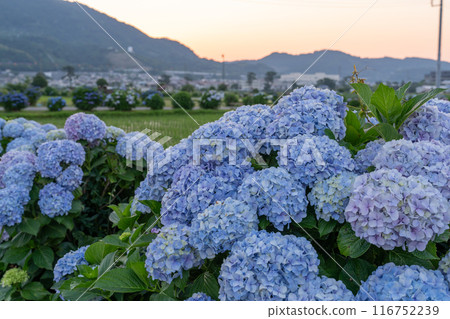<Kanagawa Prefecture> Hydrangeas at dawn - Kaisei Town, a famous hydrangea spot 116752239