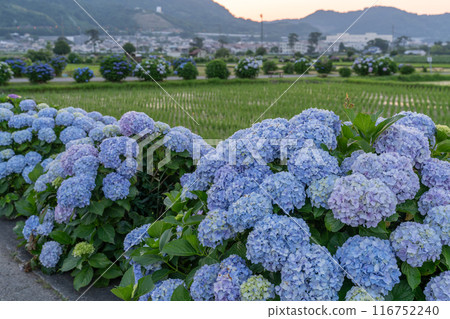 【神奈川縣】紫陽花、黎明紫陽花名勝開成町 【神奈川縣】紫陽花、黎明紫陽花名勝開成町 116752240