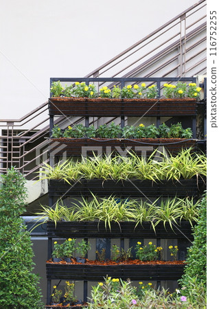 Black shelves of flowers are flowers blooming in the garden. 116752255