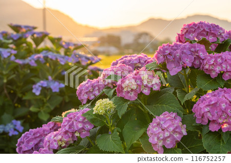 【神奈川縣】紫陽花、黎明紫陽花名勝開成町 116752257