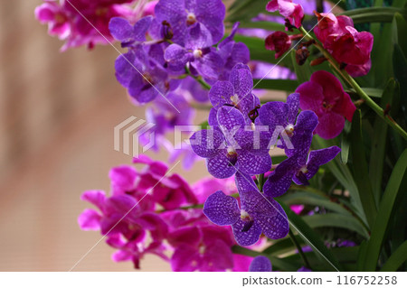 Purple orchid in bloom of Focus on the middle of the flower. 116752258